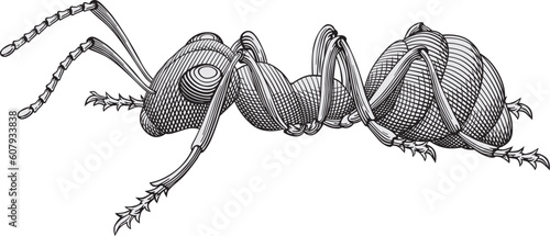 Ant vector