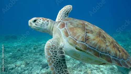 Sea Turtle in the coral reef of the Caribbean Sea photo