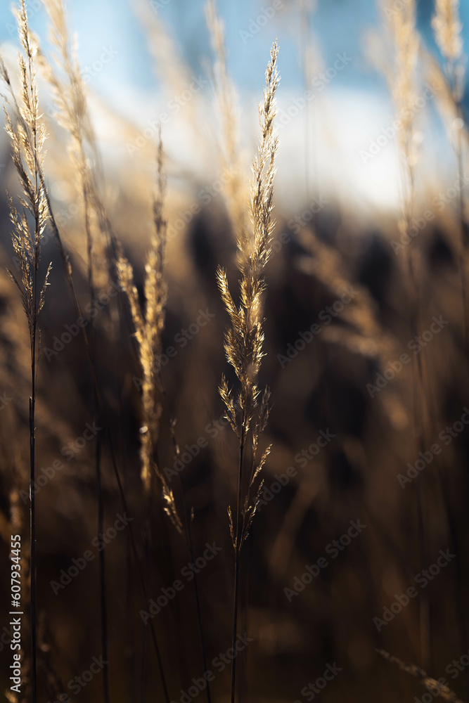 Fototapeta premium Schilf mit Sonnenstrahlen