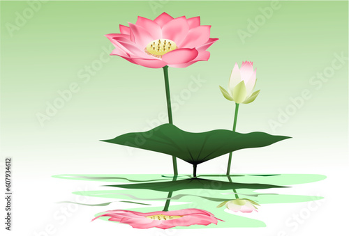 Fototapeta Naklejka Na Ścianę i Meble -  Beautiful lotus flower