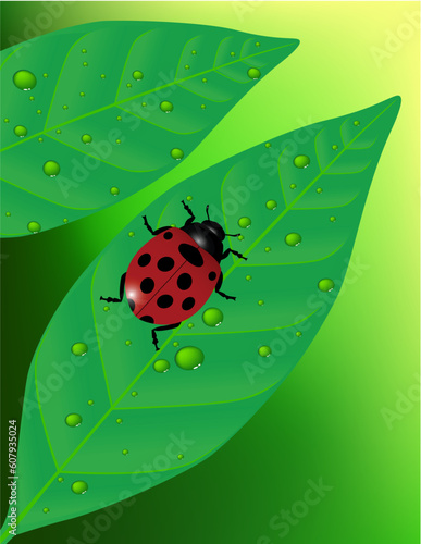 Ladybug © Designpics