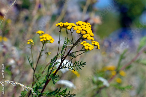 Gelbe Blume