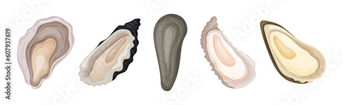 Oyster as Salt-water Bivalve Molluscs and Marine Delicacy Vector Set
