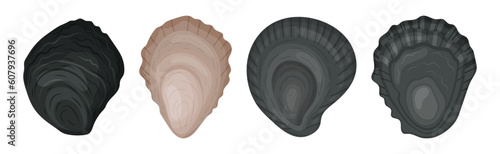 Oyster as Salt-water Bivalve Molluscs and Marine Delicacy Vector Set