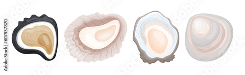 Oyster as Salt-water Bivalve Molluscs and Marine Delicacy Vector Set