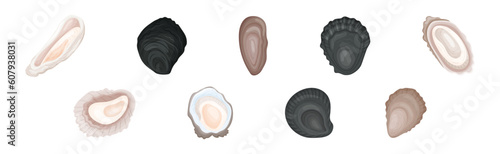 Oyster as Salt-water Bivalve Molluscs and Marine Delicacy Vector Set