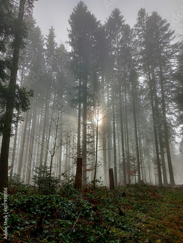 forest in fog