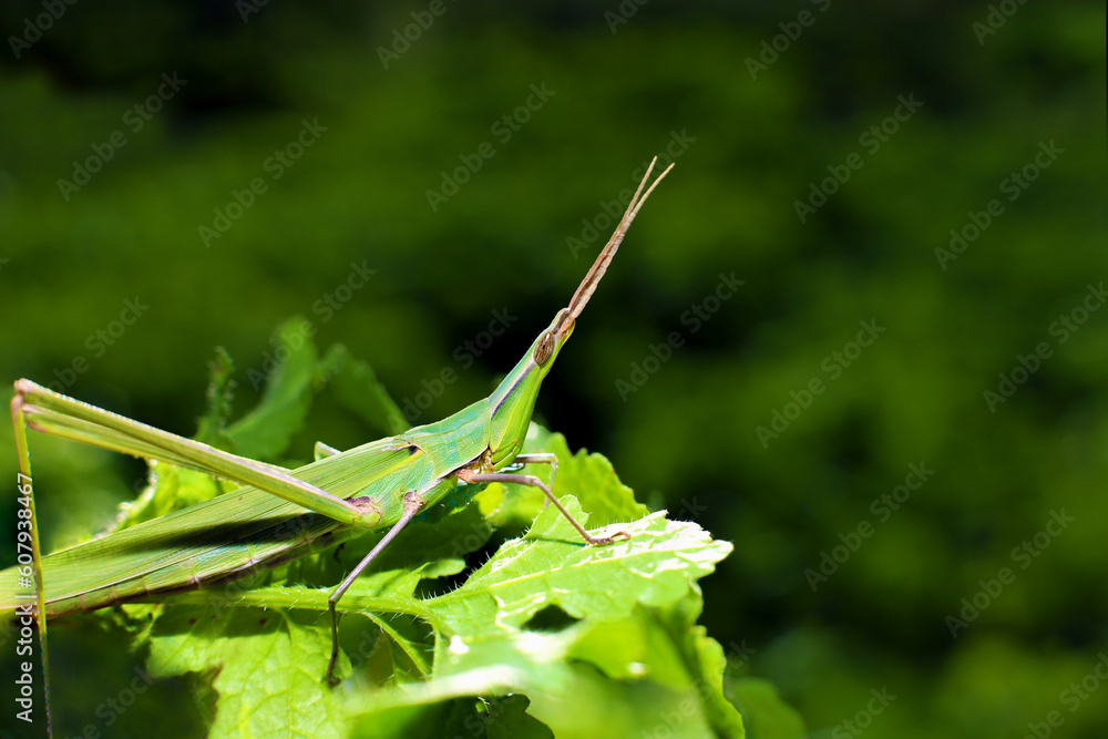 Green grasshopper, macro photography Green grasshopper, macro photography