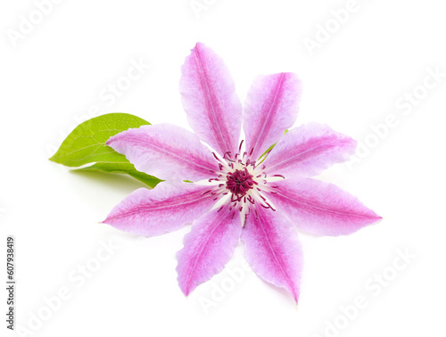 Purple clematis with green leaves.