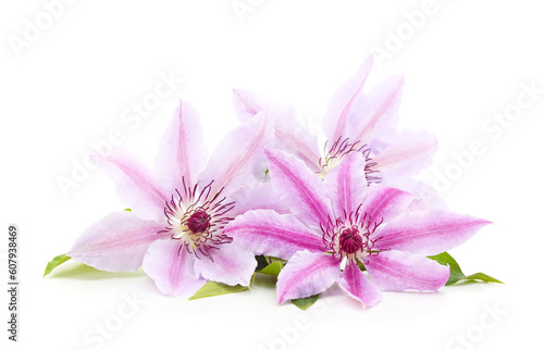 Three purple clematis with green leaves.