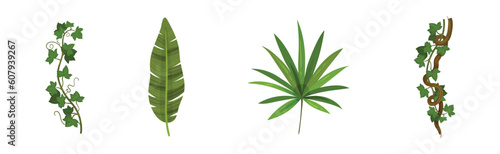 Tropical Leaf on Stem and Liana Vine as Exotic Flora Vector Set