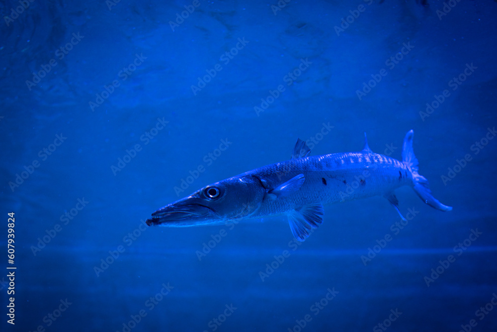 Naklejka premium poisson exotique, barracuda, prédateur nageant en cherchant une proie