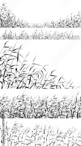 Set of editable vector silhouettes of reed fringes