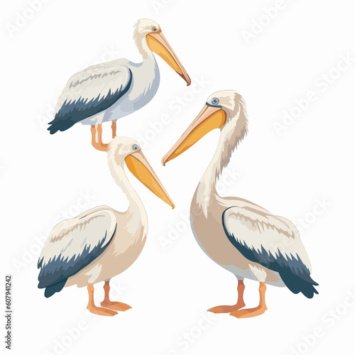 Majestic pelican illustrations showcasing a range of elegant positions. © Llama-World-studio