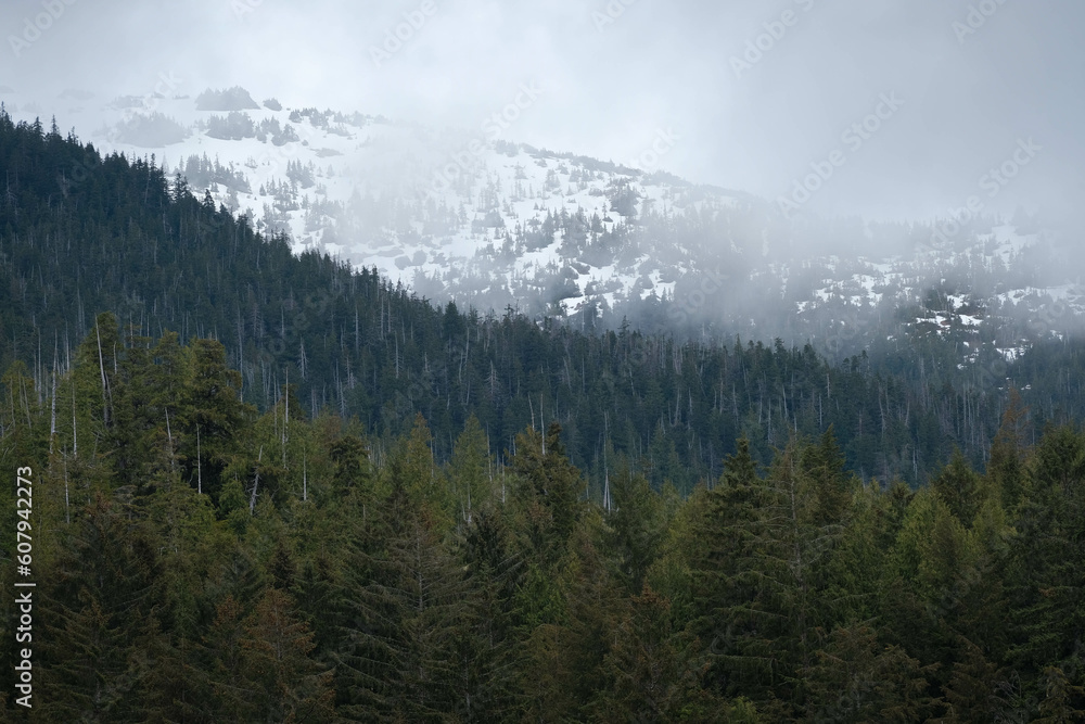 Layers of dense, evergreen forest topped with snowy hill and patchy fog