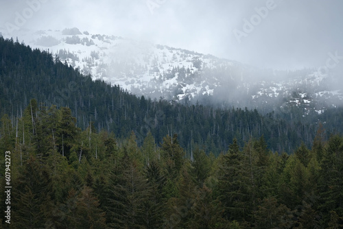 Layers of dense, evergreen forest topped with snowy hill and patchy fog © Mark Castiglia