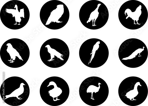 Set Birds. Vector. Similar works are in my galleries