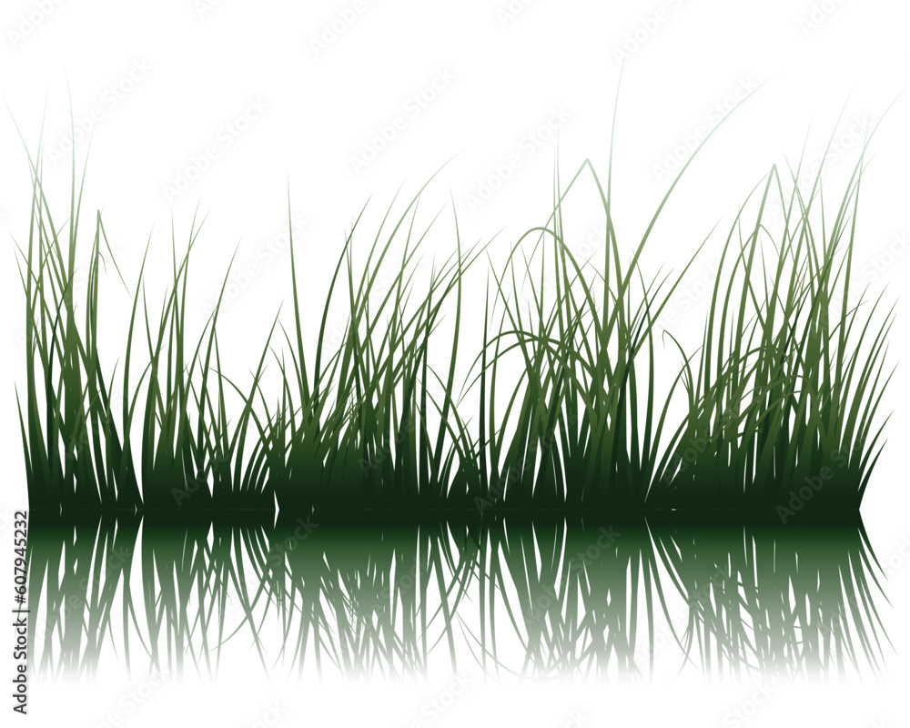 Fototapeta premium Vector grass silhouettes background with reflection in water. All objects are separated.