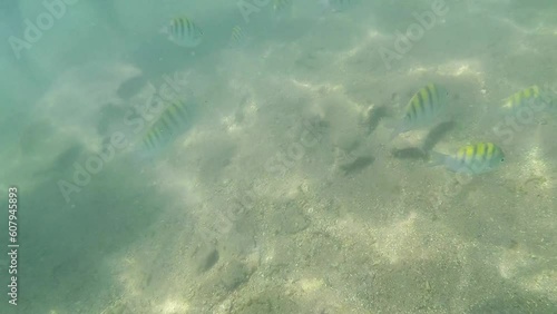 School of sergeant fish underwater, in the sea of Muro alto Beach, Ipojuca, Brazil. photo