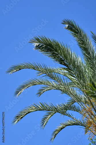 Tropical Scenery: Vertical Shot Of Palm Tree and Clear Sky