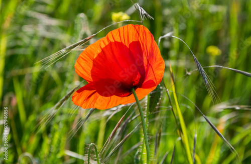 sunlight shines through the red petals of a poppy in the grass of the dunes near Zandvoort photo