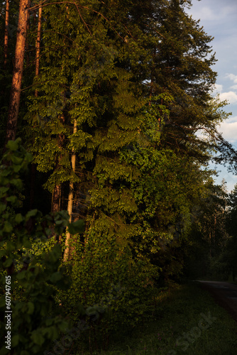 Green spruce in the light of the sun