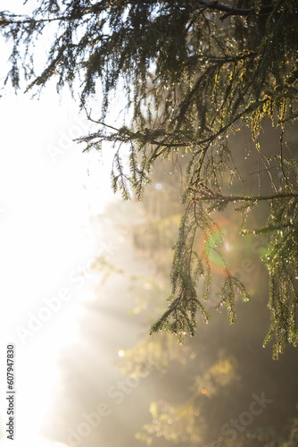 Spruce branch against the backdrop of the filling sun