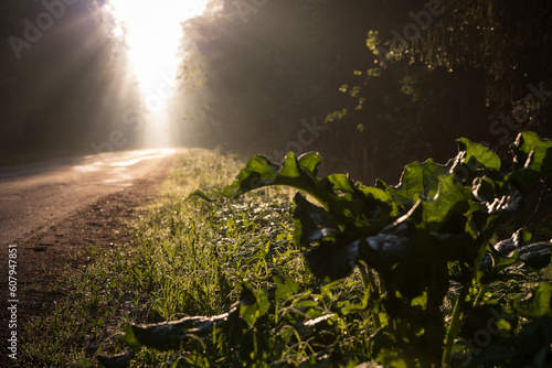 Sunny path through the big Burdock