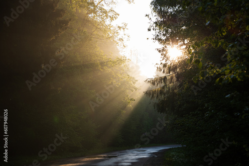 The rays of the sun at dawn on a forest road