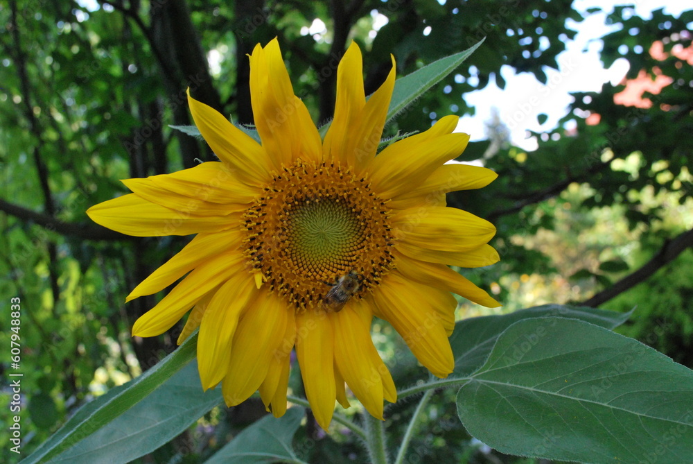 Sunflower flower in summer. Sunflower flower in summer.