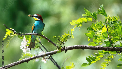 An European Bee-Eater with a Bee (Merops Apiaster)