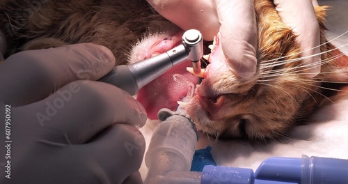 After cleaning the cat's teeth, the veterinarian covers them with a protective paste with fluoride with a special brush. A veterinary dentist applies a protective paste to the brushed teeth of a cat.