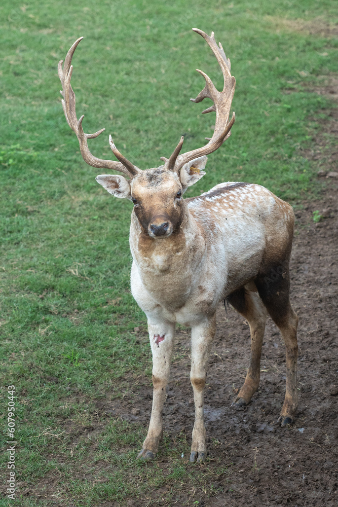 Gray Deer in the Parque Zoologico Lecoq in the capital of Montevideo in Uruguay. Gray Deer in the Parque Zoologico Lecoq in the capital of Montevideo in Uruguay.