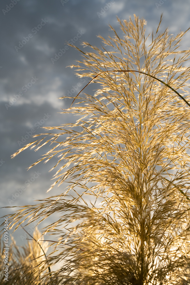 Obraz premium decorative pampas grass and grey clouds in the sky botanical close-up ornamental plant boho style