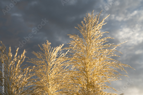 decorative pampas grass and grey clouds in the sky botanical close-up ornamental plant boho style