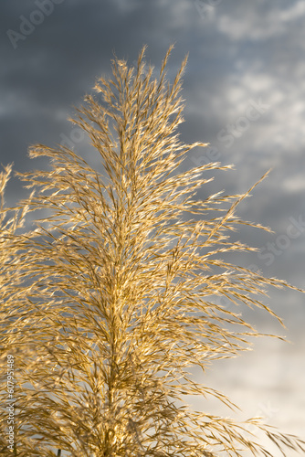 decorative pampas grass and grey clouds in the sky botanical close-up ornamental plant boho style