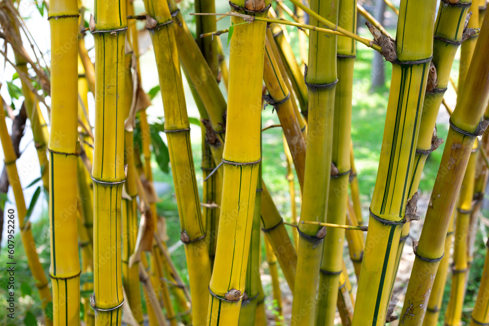 Fototapeta premium Yellow bamboo (Bambusa Vulgaris) in the garden