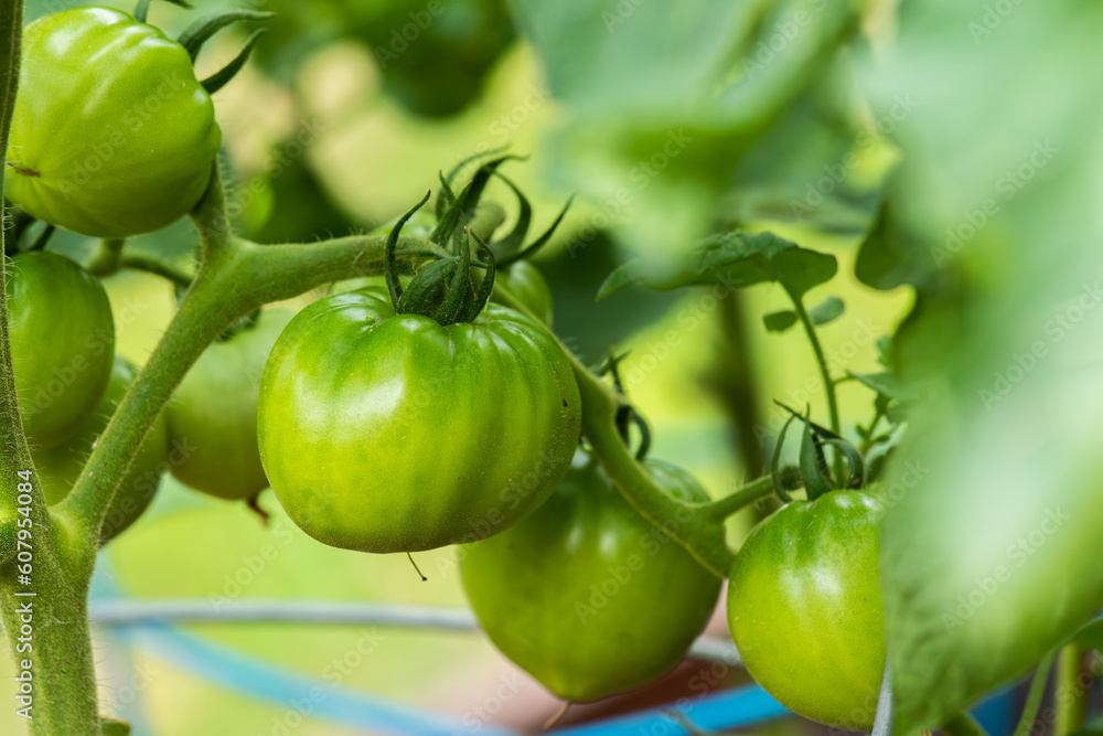 Green Better boy tomatoes on vine 