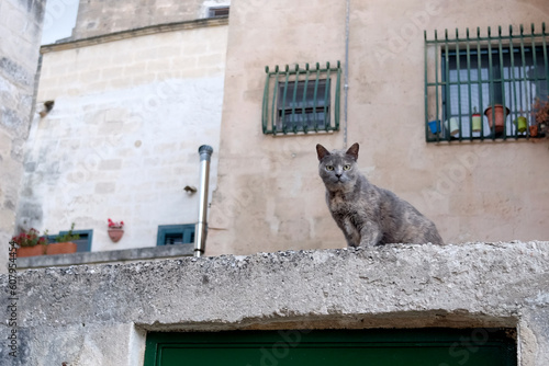 マテーラ旧市街の猫