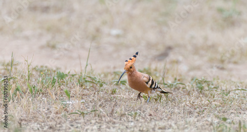 The Eurasian hoopoe is a fascinating bird with a characteristic appearance, always a great sight in nature or on the lawn in the yard.