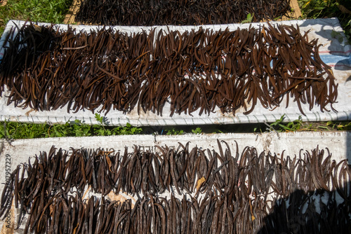 Bali, Indonesia Fresh vanilla stalks drying in the sun on the side of the road. photo