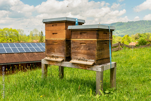 Village apiary. Beehives on an alpine meadow in summer