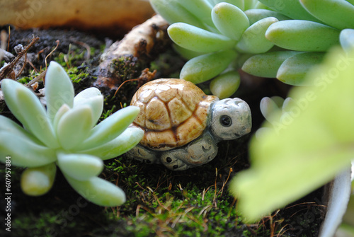 Pequeña tortuga entre plantas suculentas en entorno natural