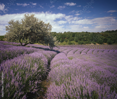 Wonderful lavender field in Hungary