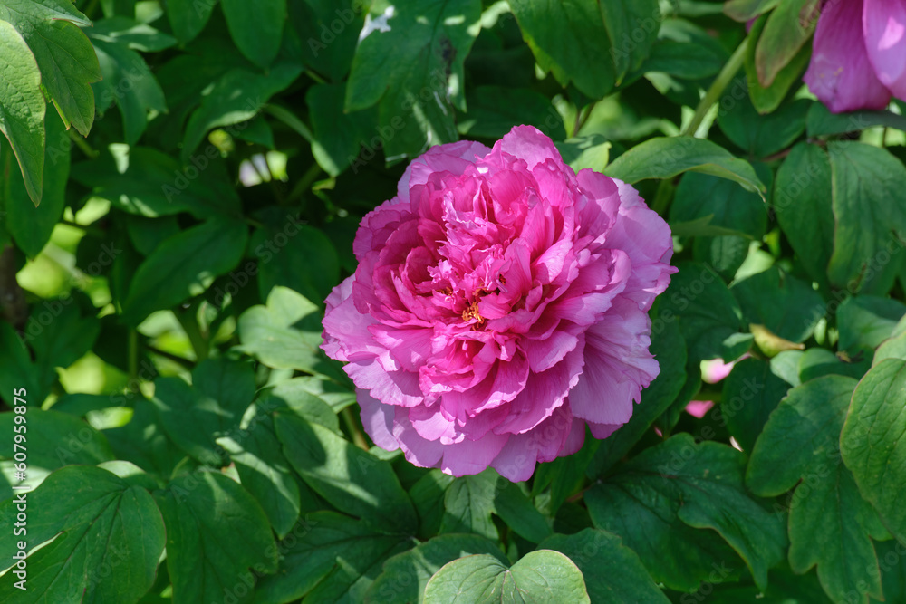 Large pink peony flower among green leaves on a sunny spring day Large pink peony flower among green leaves on a sunny spring day