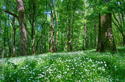 Forest glade with blooming White flowers of Stellaria (starwort, stitchwort or chickweed). Beautiful spring forest landscape