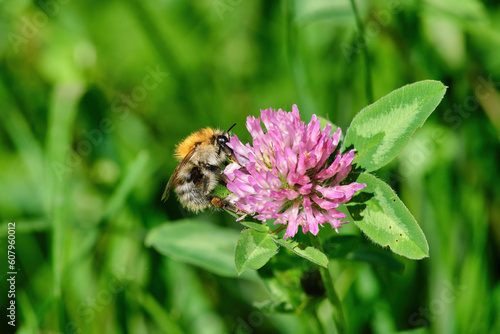 Bumblebee close-up on a pink clover flower. An insect pollinates a flower in summer © Rejdan