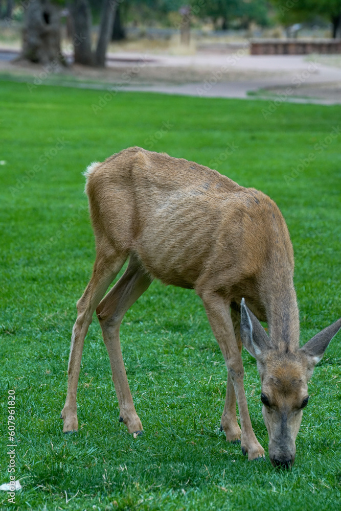 Close up shot of the deer at Zion National Park Close up shot of the deer at Zion National Park