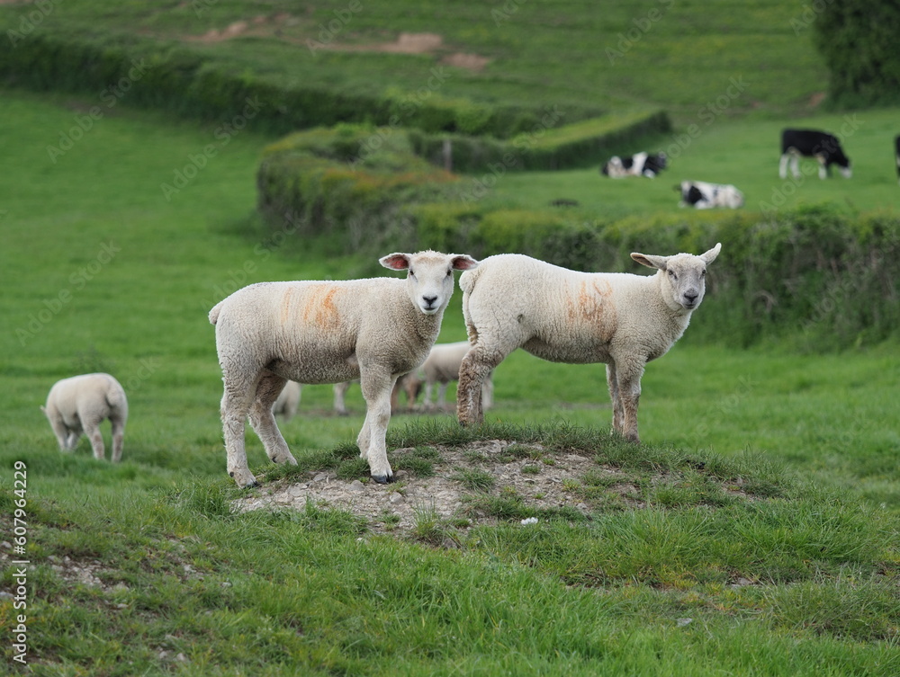 Lambs on a mound Lambs on a mound