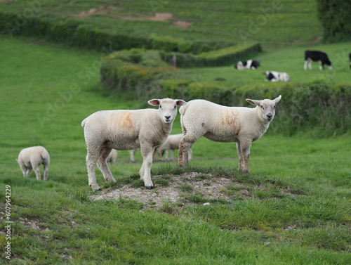 Lambs on a mound